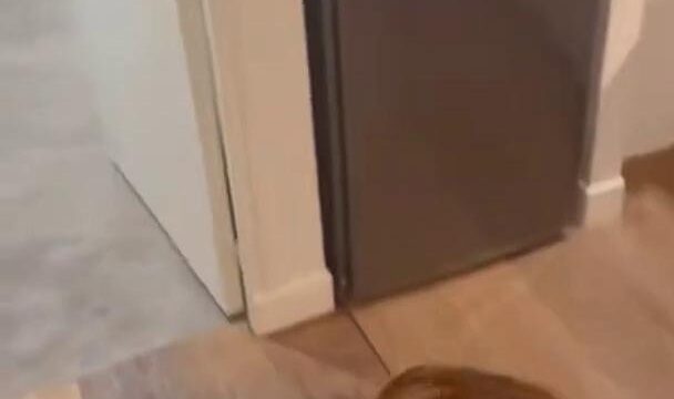 Gracewearslace Kitchen Blowjob Pov Onlyfans Video Leaked